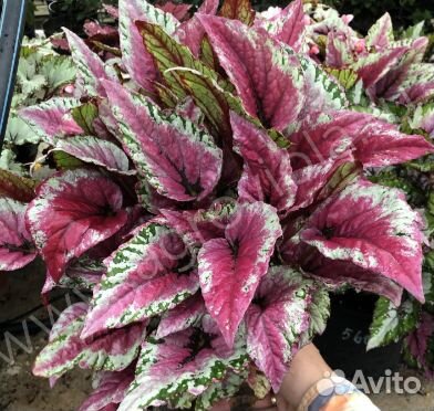 Подарок - Бегонии пестролиственные, сортовые