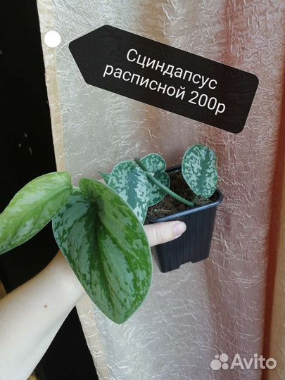 Сциндапсусы разные