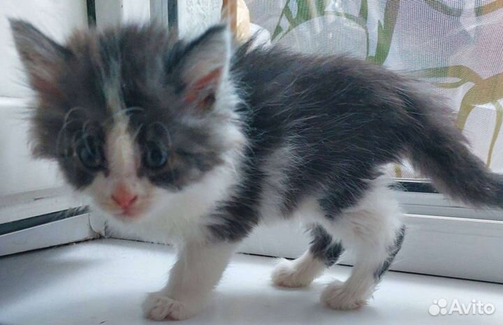 Котёнок бесплатно