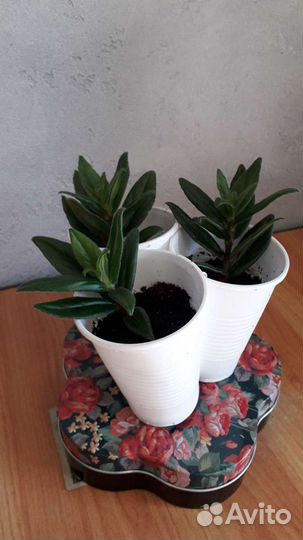 Колумнея. Замиокулькас