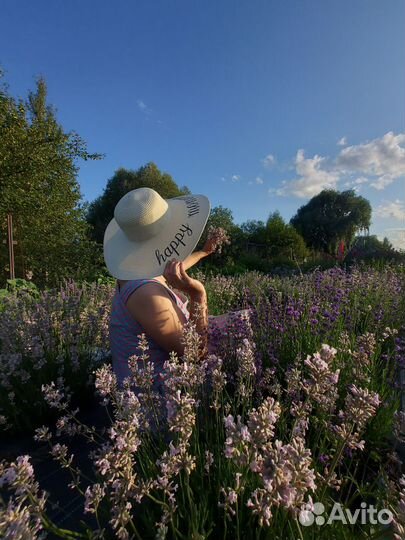 Лаванда черенки