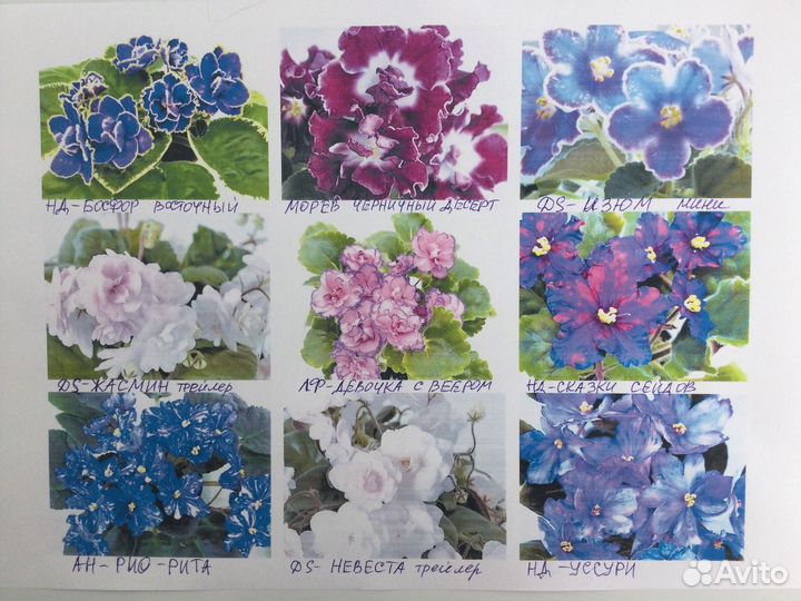 Сортовые фиалки селекц-ров (рс,рм,Н,нд)