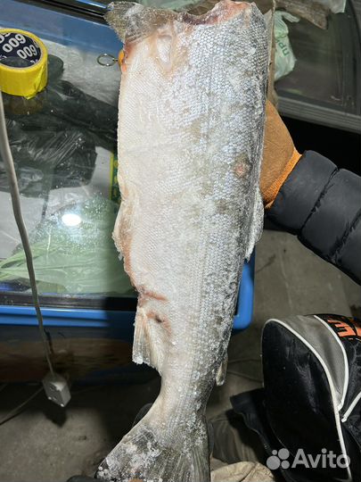 Рыба кижуч свежемороженый