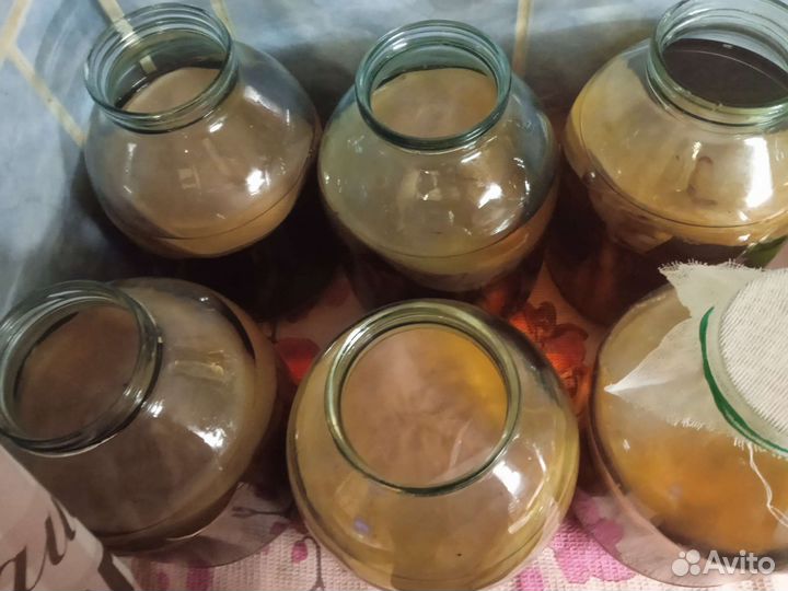 Чайный гриб (комбуча)