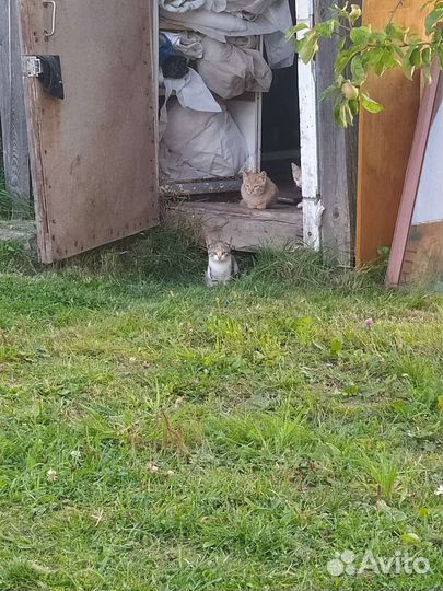 Котята в добрые руки