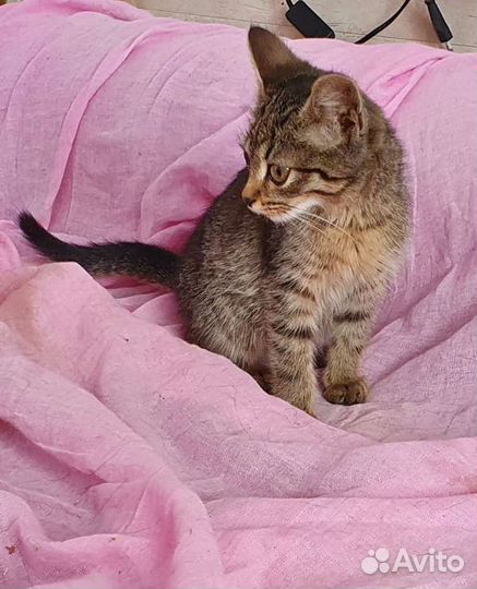Котенок в добрые руки