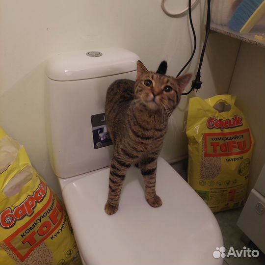 Бенгалку или Британку Глухую выкинули на Улицу