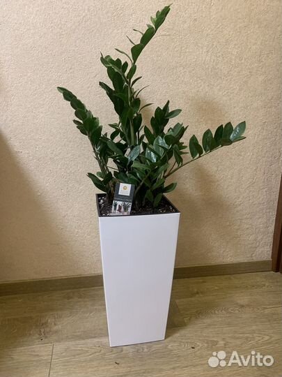 Замиокулькас