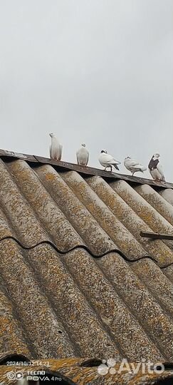 Голуби бойные