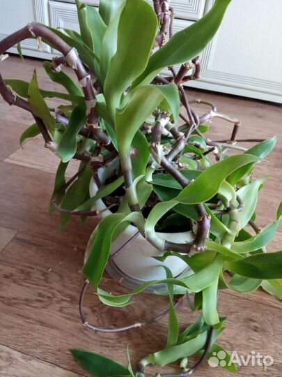 Алоэ вера лечебный