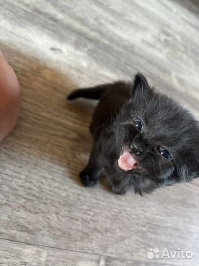 Котята отдам в добрые руки бесплатно