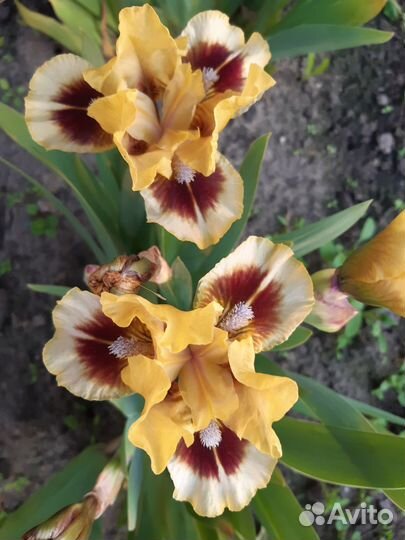 Ирисы карликовые