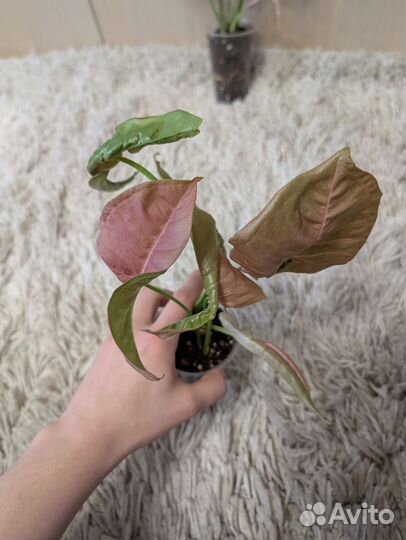 Сингониум неон