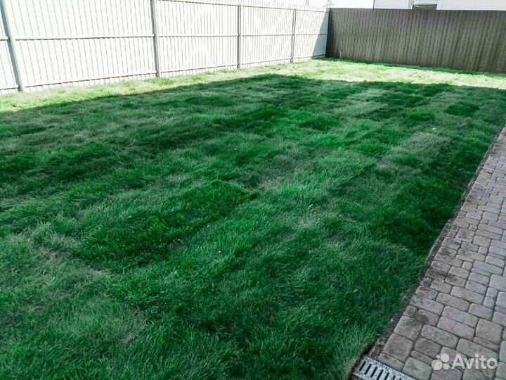 Рулонный газон Тюменский
