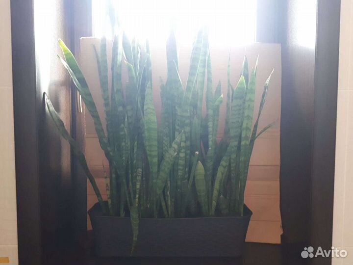 Сансивиерия