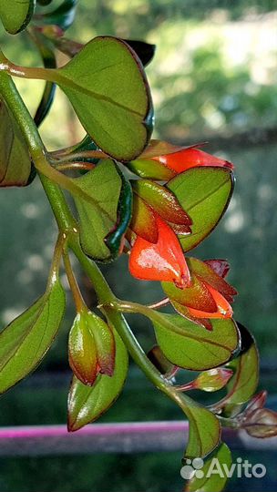 Нематантус. Золотая рыбка