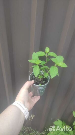 Гортезия метельчатая