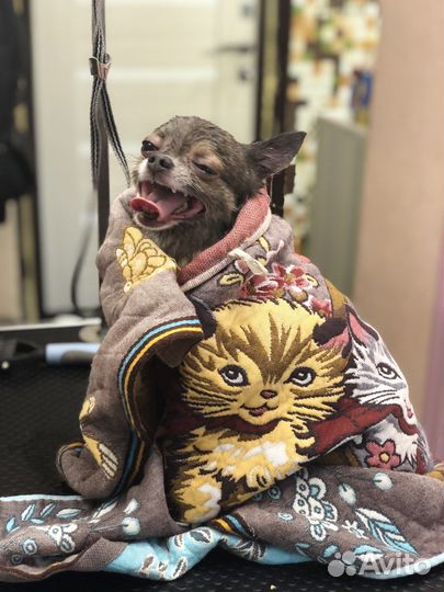 Передержка собак и кошек в домашних условиях