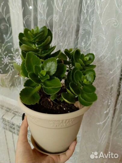 Каланхоэ