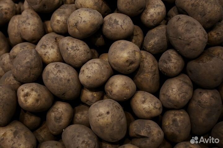 Картофель едовой