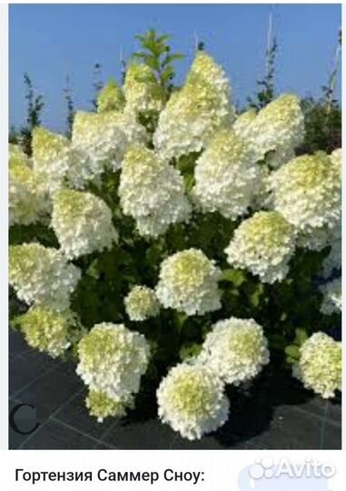 Саженцы гортензий 15 видов