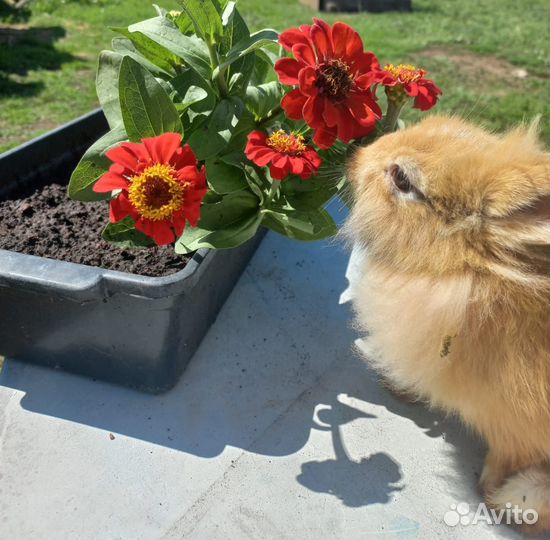 Декоративные карликовые кролики