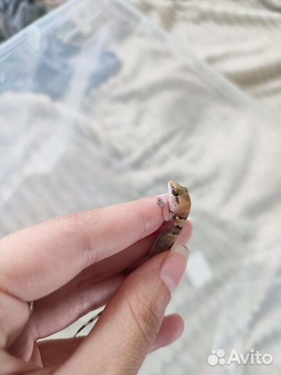 Геккон полупалый triedrus