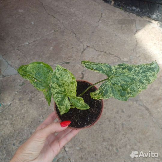 Сингониум моттлед