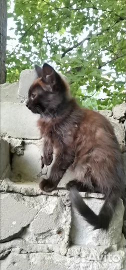Котенок мальчик пытается выжить
