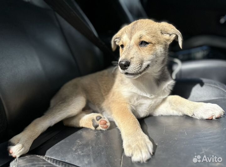 Щенок в добрые руки бесплатно