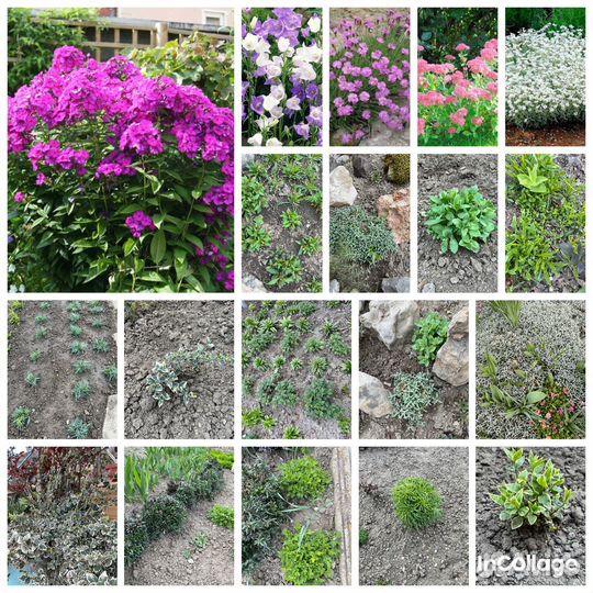 Комнатные и домашние растения