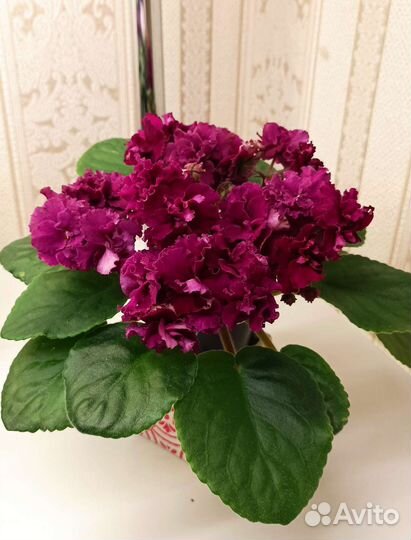 Фиалка - детки