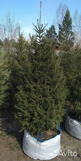 Саженцы сибирской ели экстра класс