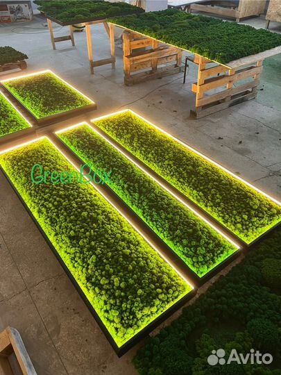 Стена из мха панно с подсветкой из мха