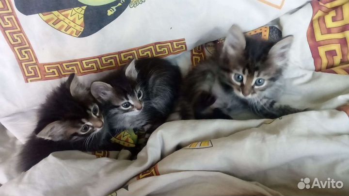 Котята в добрые руки бесплатно