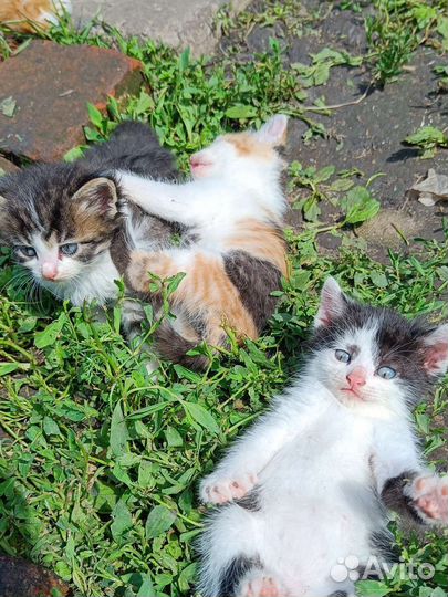 Котята в добрые руки