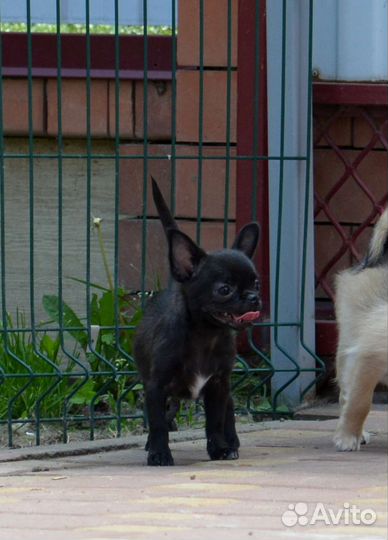 Чихуахуа мальчик Гш черный