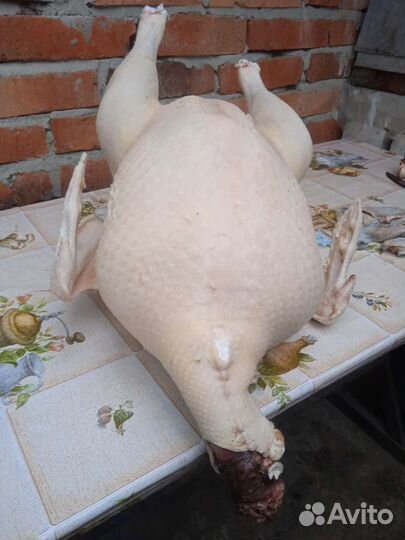 Мясо индюка