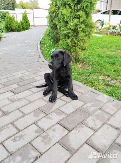 Продаю щенков лабрадора чёрного окраса