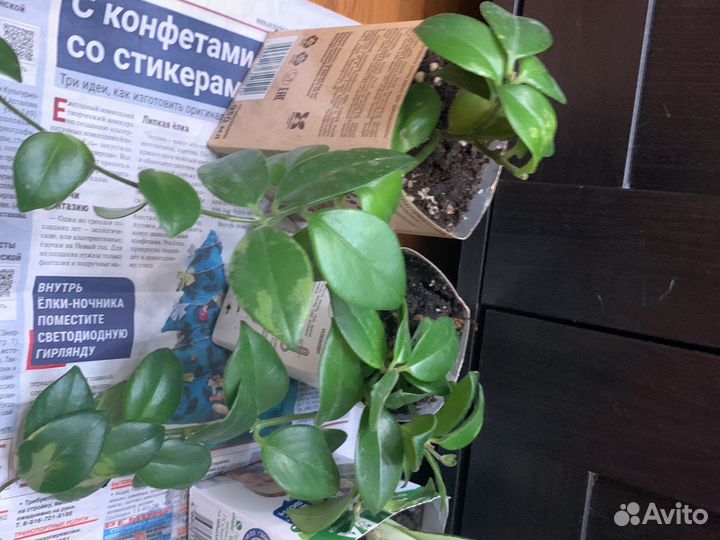 Растения муншайн и эсхинантус