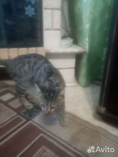 Найден котик