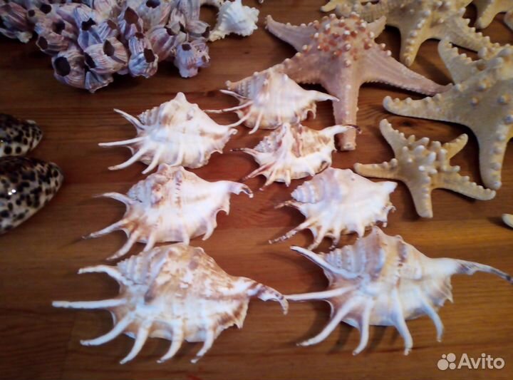 Ракушки и морские раковины