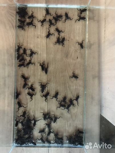 Пипа Корвальо