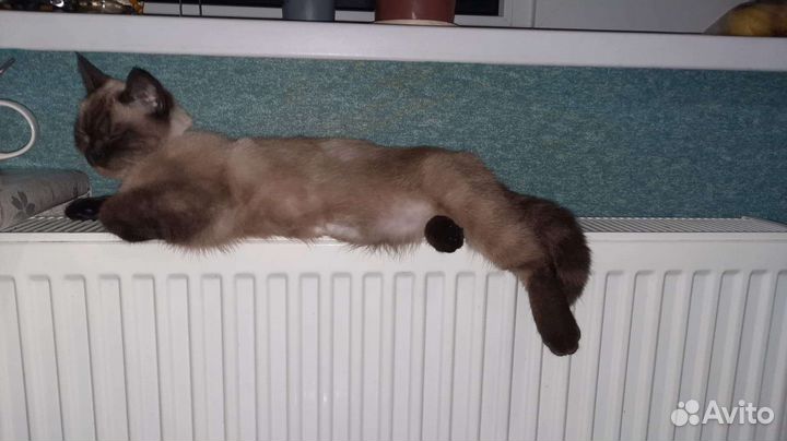 Тайская кошка