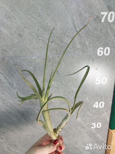 Тилландсия интермедия