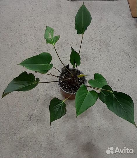 Антуриумы,Аглаонемы,Сингониум Клубничный лёд и др