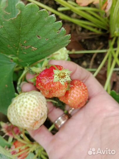 Клубника усы с корнями
