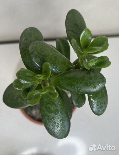 Крассула толстянка, Ред хорн, Овата, Сансет