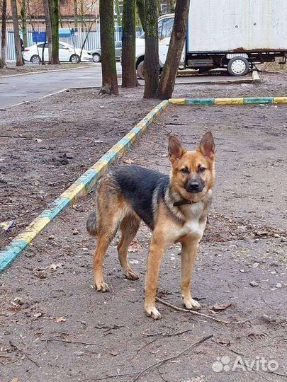 Собаки бесплатно в добрые руки