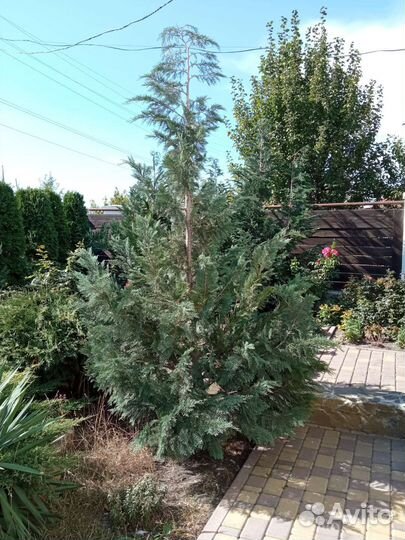 Кипарисовик